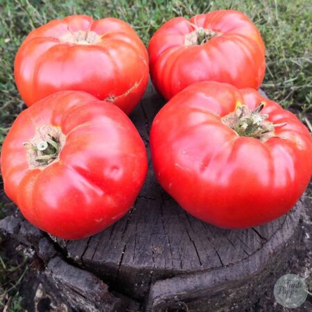Tomate Granny Cantrell