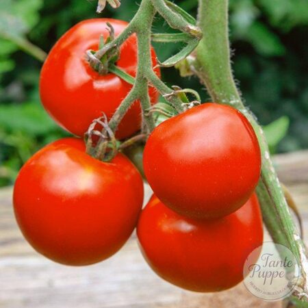 Tomate Manitoba