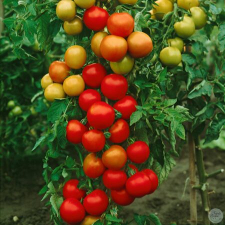 Tomate Moneymaker