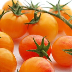 Tomate Tropical Sunset