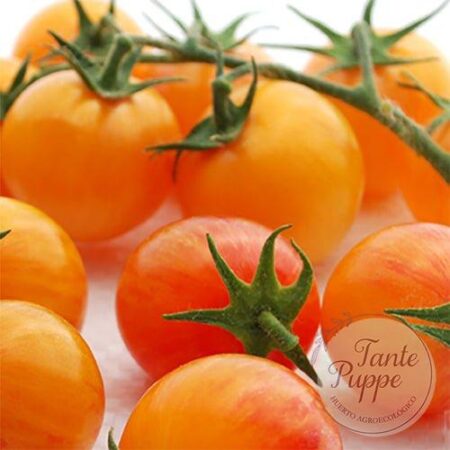 Tomate Tropical Sunset