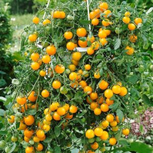 Tomate Tumbling Tom Yellow