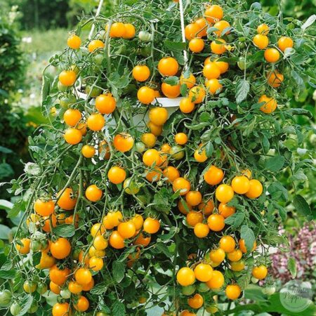 Tomate Tumbling Tom Yellow