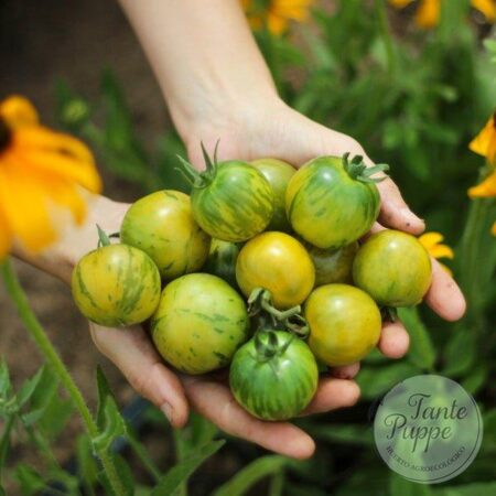 Tomate Green Vernissage