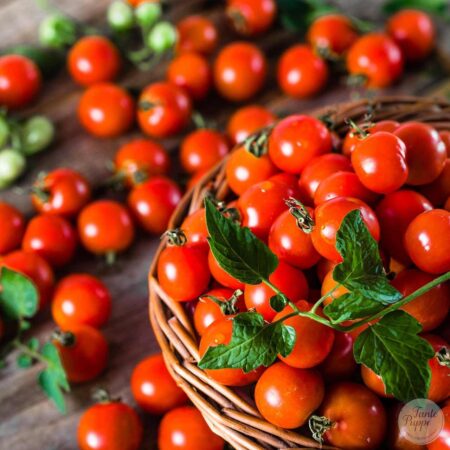 Tomate Mexico Midget