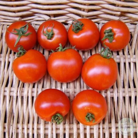 Tomate Stupice