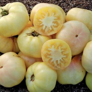 Tomate White Tomesol