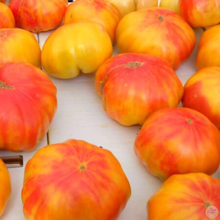 Tomate Old German