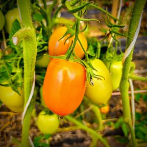 Tomate Rio grande