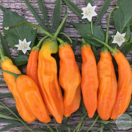 Semillas de Ají Amarillo Peruano