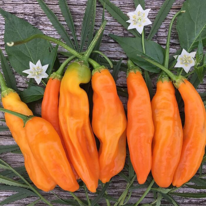 semillas de ají amarillo peruano Semillas de Ají Amarillo Peruano