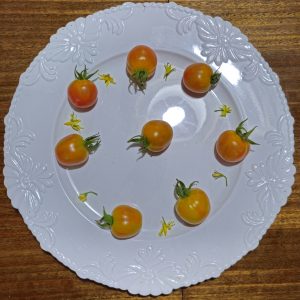Tomate Chadwick Cherry