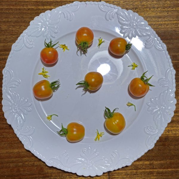 Tomate Chadwick Cherry