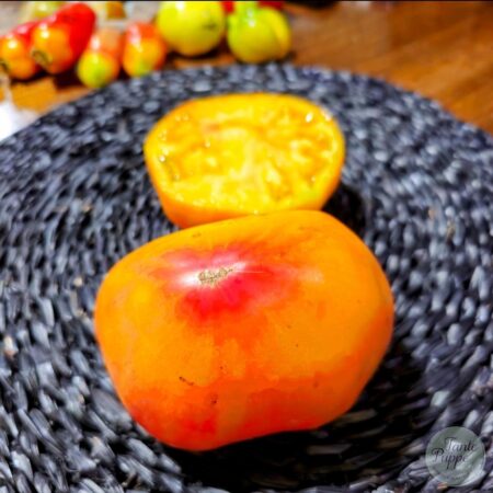 Tomate Jerusalem Giant