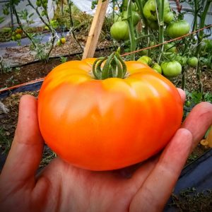 Tomate Silvery Fir Tree