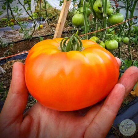 Tomate Silvery Fir Tree