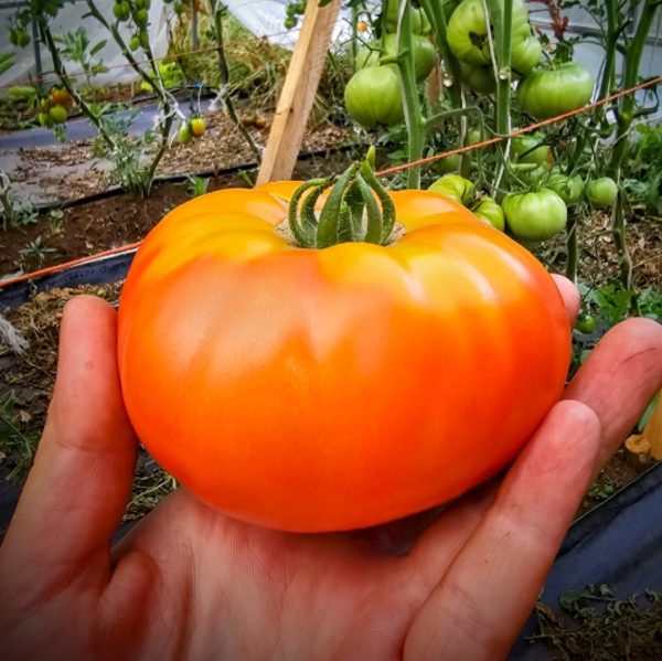 Tomate Silvery Fir Tree