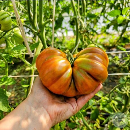 Tomate Zapoteca Brown Flesh