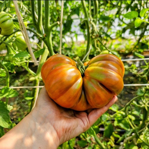 Tomate Zapoteca Brown Flesh
