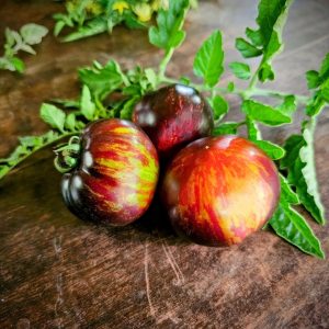 Tomate Queen of the Night