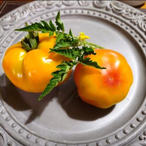 Tomate Old German