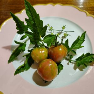 Tomate Pink Vernissage