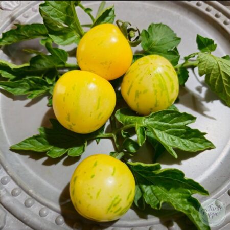 Tomate Yellow Vernissage
