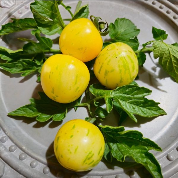 Tomate Yellow Vernissage