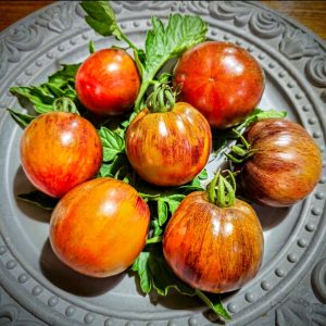 Tomate Little Tiger