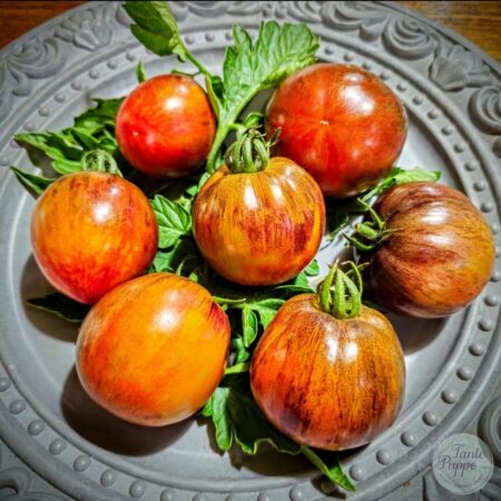 Tomate Little Tiger