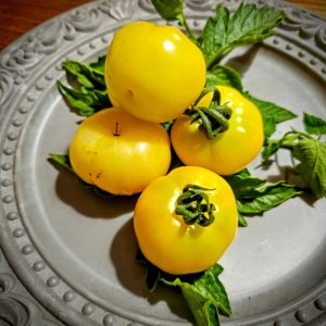 Tomate Sunray