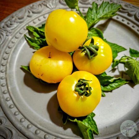 Tomate Sunray