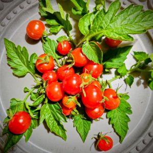Tomate Sweetie