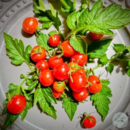 Tomate Sweetie