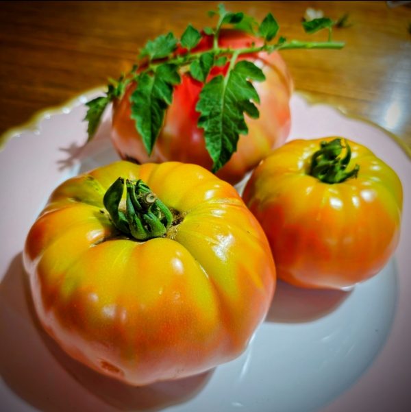 Tomate Abe Lincoln