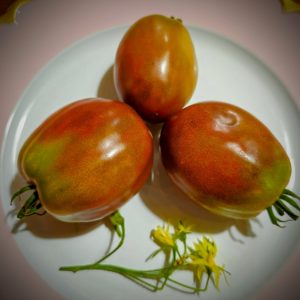 Tomate Ukranian Purple