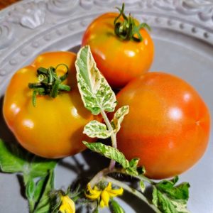 Tomate Fealan´s First Snow Variegado