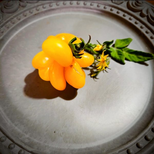 Tomate Phil´s One
