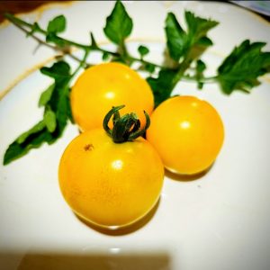 Tomate Sunrise