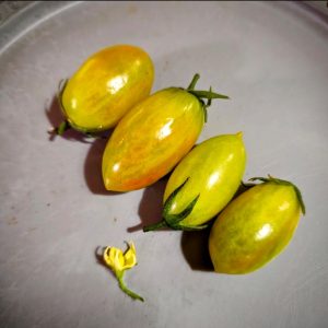 Tomate Green Ripper