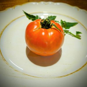 Tomate Wisconsin 55