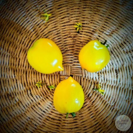 Tomate Citrine amarillo