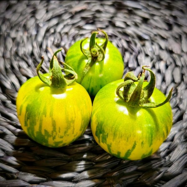 Tomate Green Vernissage