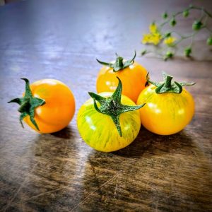 Tomate Tropical Sunset