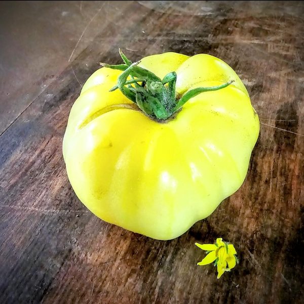 Tomate White Tomesol