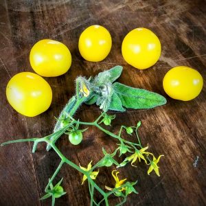 Tomate Tumbling Tom Yellow.