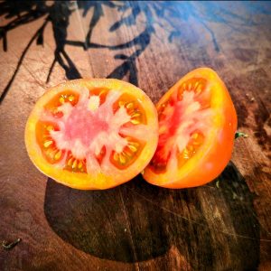 Tomate Manitoba