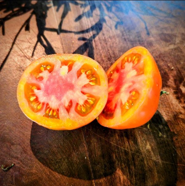 Tomate Manitoba
