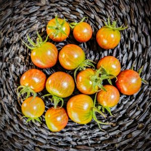 Tomate Purple Bumblebee