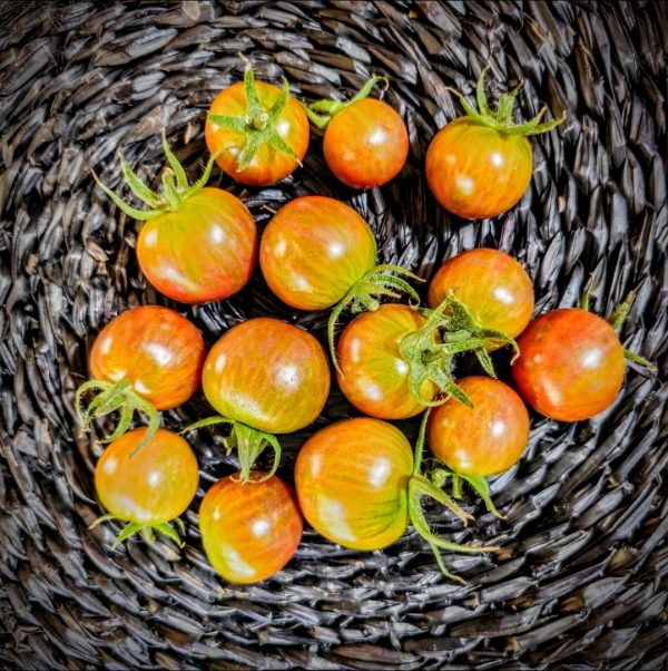 Tomate Purple Bumblebee